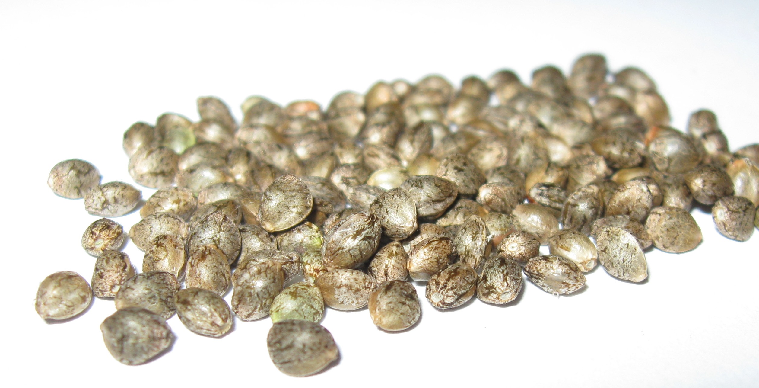 cannabis-seeds-germination